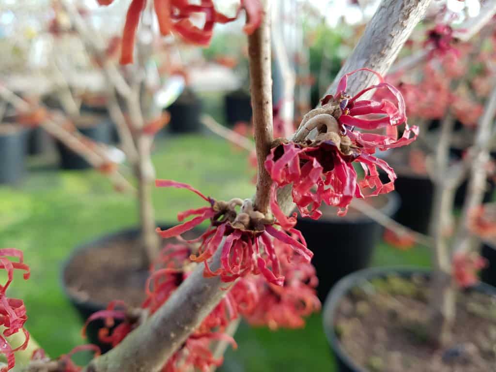 Hamamelis x intermedia 'Diane' 80-100 cm